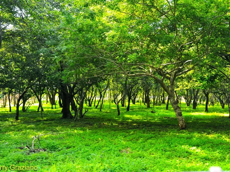 0 bed Land For Sale in Avellanas, Guanacaste - 1