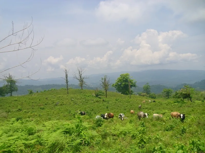 0 bed Land For Sale in Golfito, Puntarenas - 1