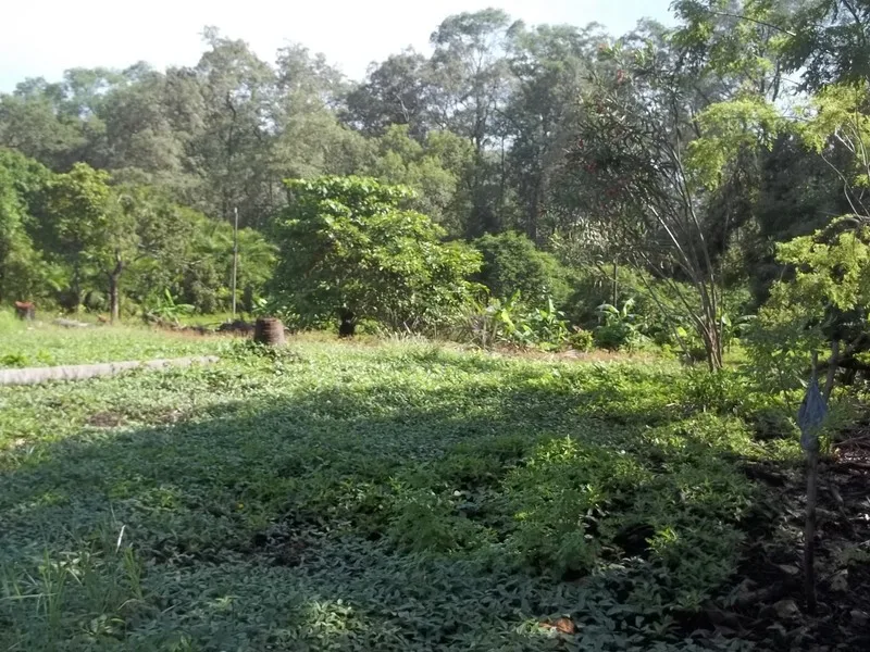 0 bed Land For Sale in Palo Seco, Puntarenas - 1