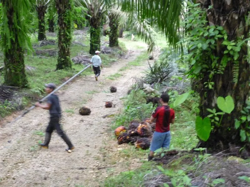 0 bed Land For Sale in Golfito, Puntarenas - 1