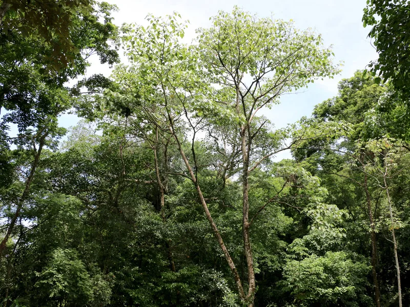 0 bed Land For Sale in Uvita, Puntarenas - 1